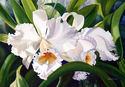 White Shadows (print)