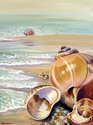Moon%20Snails%20%26%20Slipper%20Shells (thumbnail)