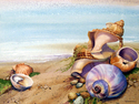 Shells%20%26%20Sea (thumbnail)